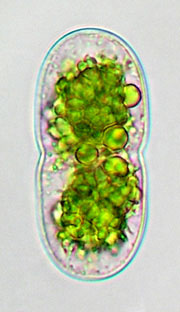 Cosmarium thwaitesii